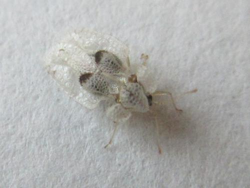 Réf. 212 919 : Corythucha ciliata